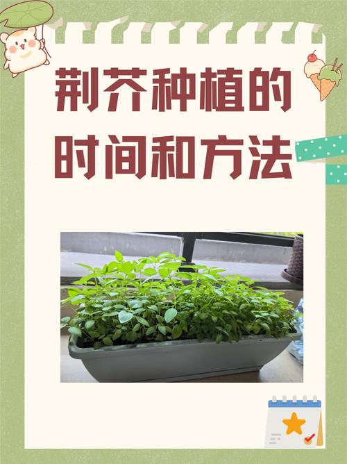荆芥怎么种?从选时到成活的完整种植指南 七、成活注意事项