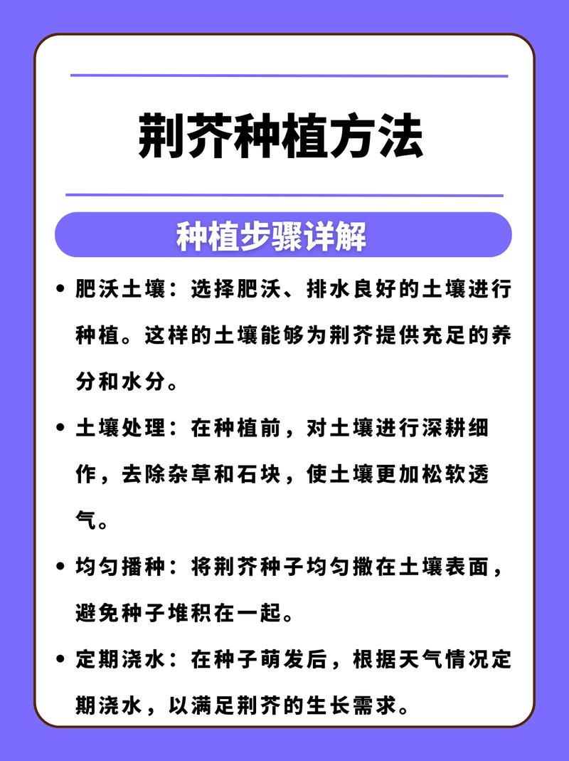 荆芥怎么种?从选时到成活的完整种植指南 六、缓苗管理