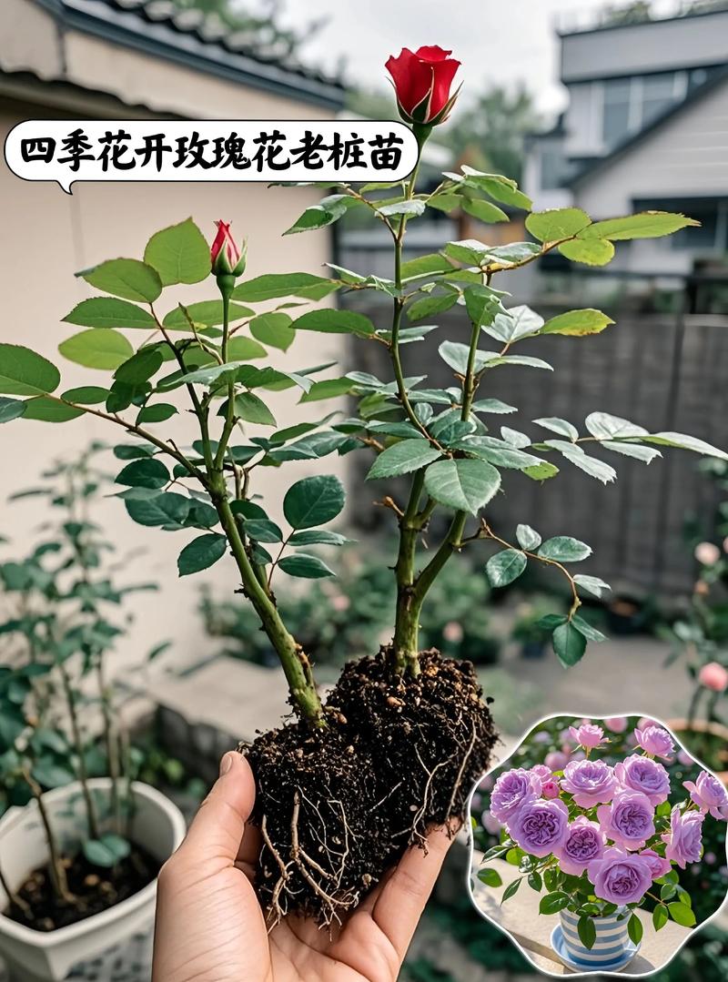 玫瑰小苗怎么种植技术:从选苗到成活的完整指南 一、适宜时间:什么时候种玫瑰小苗最好