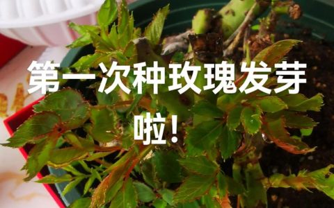 玫瑰小苗怎么种植技术：从选苗到成活的完整指南