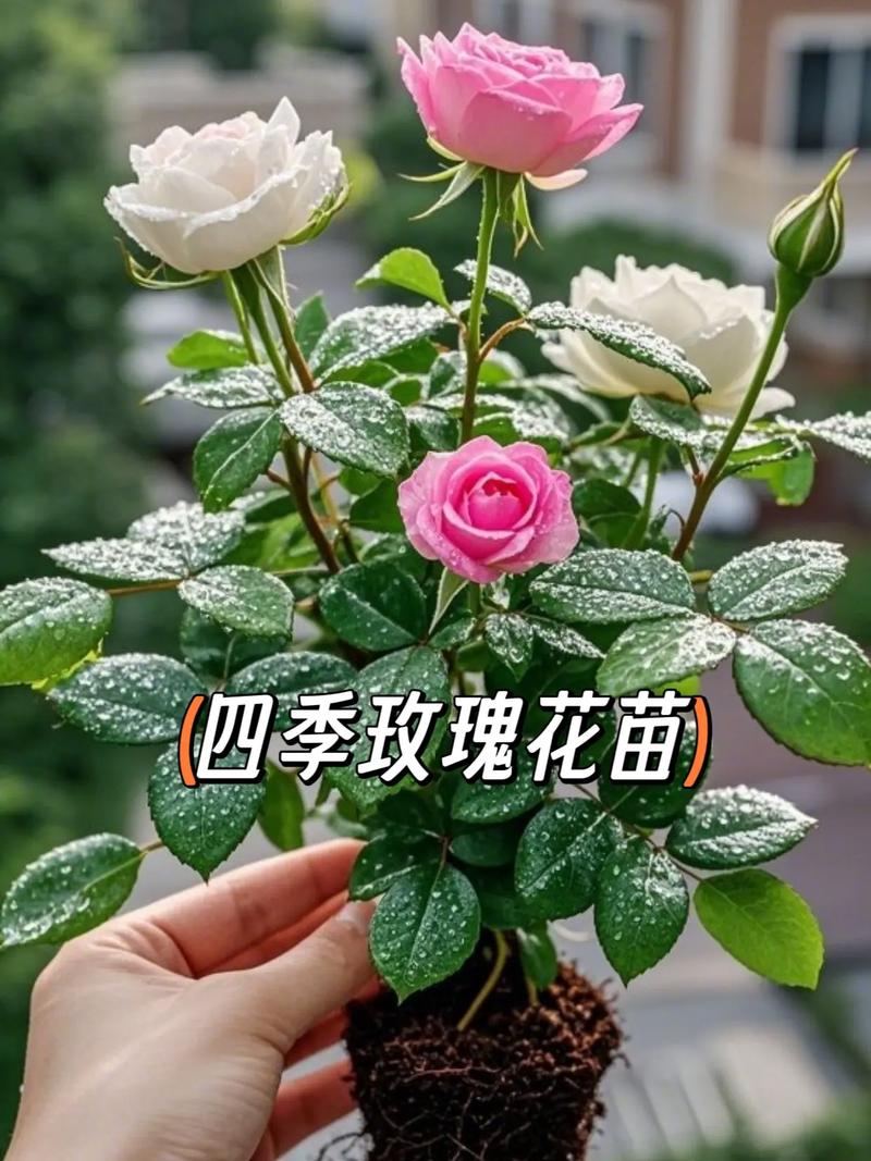 玫瑰小苗怎么种植技术:从选苗到成活的完整指南 三、栽前处理:种之前要做哪些准备