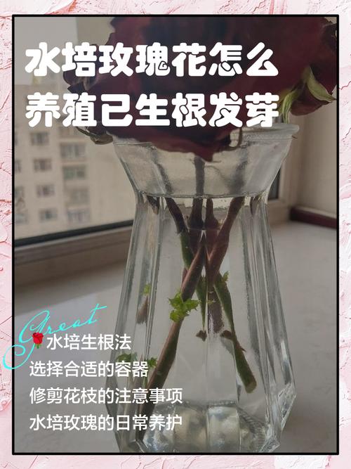玫瑰小苗怎么种植技术:从选苗到成活的完整指南 四、栽植深度:玫瑰小苗该种多深
