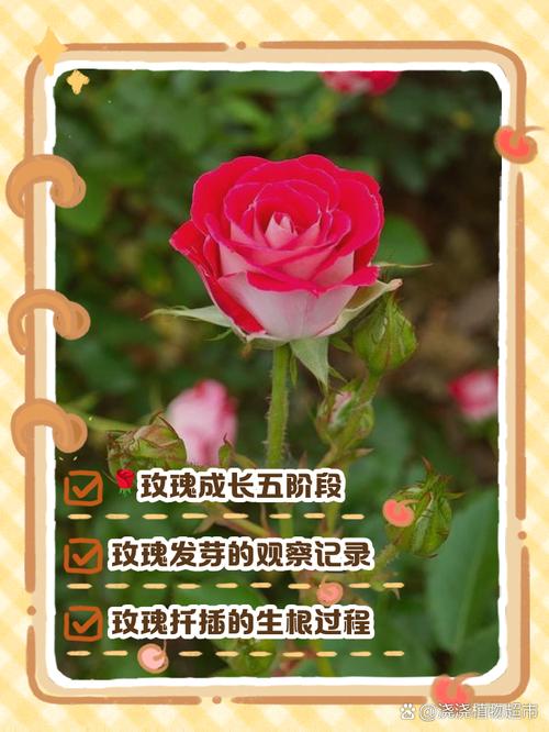 玫瑰小苗怎么种植技术:从选苗到成活的完整指南 六、缓苗管理:种好后如何养护