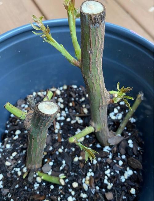 玫瑰小苗怎么种植技术:从选苗到成活的完整指南 五、浇定根水:种完后怎么浇水