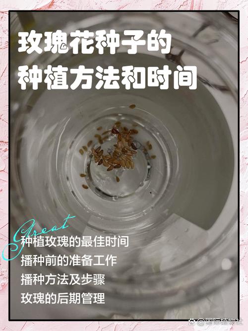 玫瑰小苗怎么种植技术:从选苗到成活的完整指南 常见问题解答