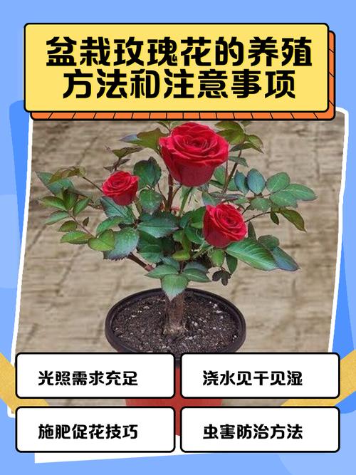 玫瑰小苗怎么种植技术:从选苗到成活的完整指南 总结
