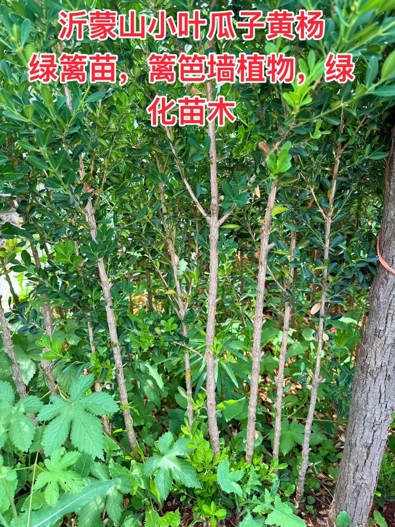 小叶黄杨树好养吗?绿篱与造型苗养护全攻略,这些参数决定成败 色彩效果与季节表现:四季常青,色卡号稳定在RHS 141A