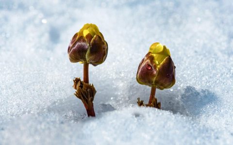 冰凌花是一种什么花——早春冰雪中的金色精灵