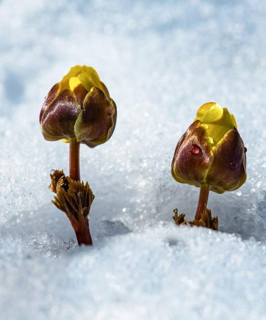 冰凌花是一种什么花——早春冰雪中的金色精灵