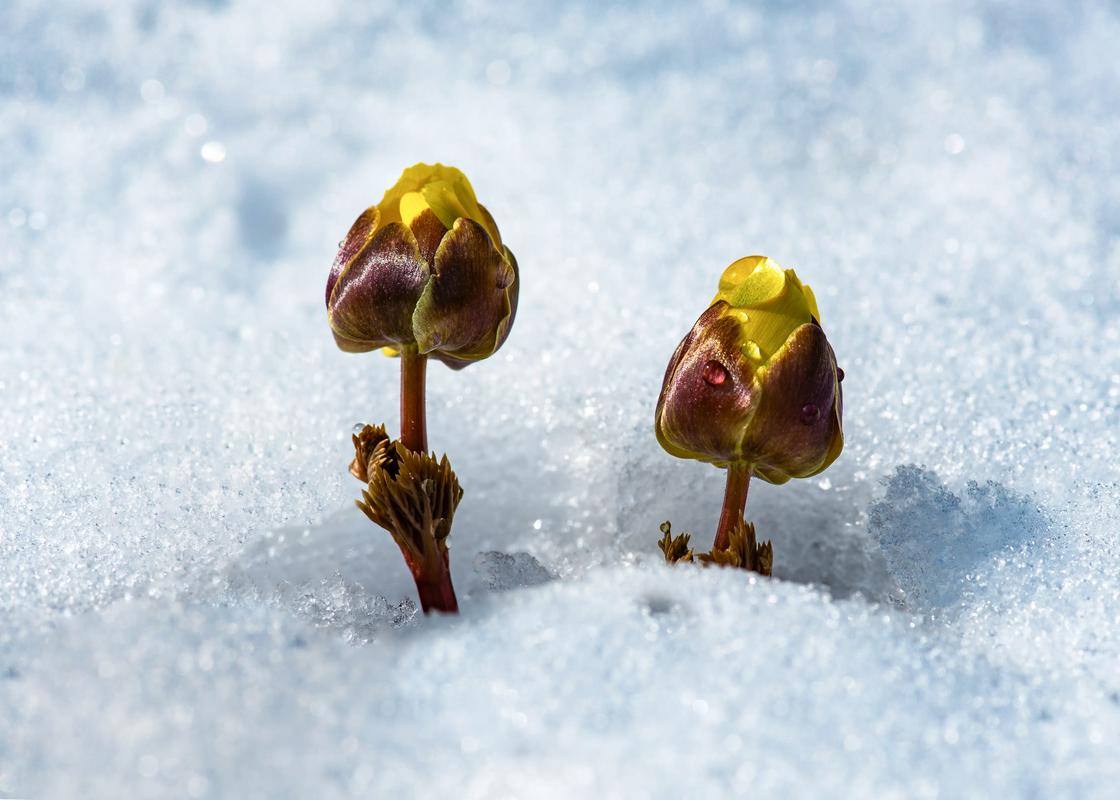 冰凌花是一种什么花——早春冰雪中的金色精灵 冰凌花是一种什么花