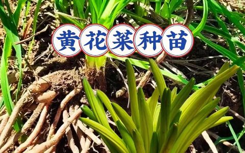 黄花菜高产种植技术指南：从选种到收获的完整步骤