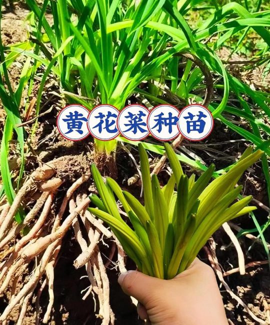 黄花菜高产种植技术指南：从选种到收获的完整步骤
