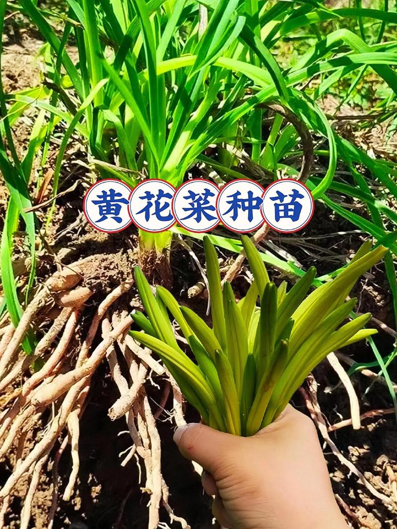 黄花菜高产种植技术指南:从选种到收获的完整步骤 黄花菜怎么种植?从选种到成活,七个步骤讲清楚