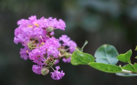 8月份开的花是什么花：紫薇