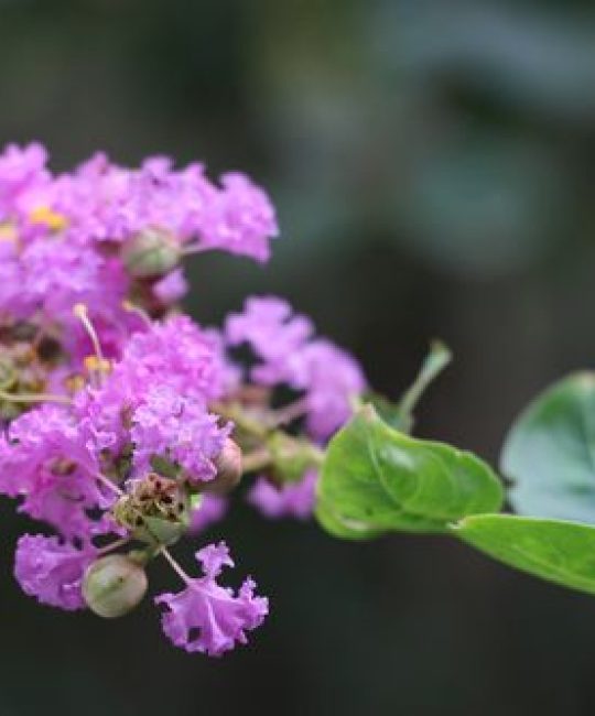 8月份开的花是什么花：紫薇