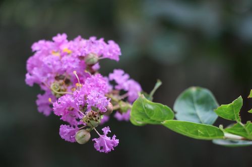 8月份开的花是什么花:紫薇 8月份开的花是什么花:紫薇