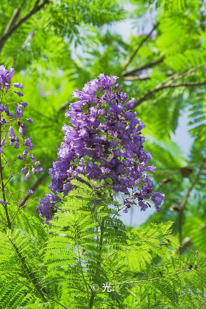 蓝花楹喜水吗?浇水频率、土壤干湿判断与夏季养护要点 蓝花楹喜水吗?浇水频率、土壤干湿判断与夏季养护要点