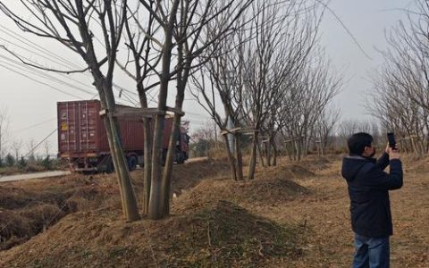 丛生朴树是乔木吗？详解其植物分类、形态特征与园林应用