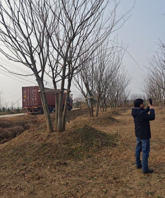 丛生朴树是乔木吗？详解其植物分类、形态特征与园林应用
