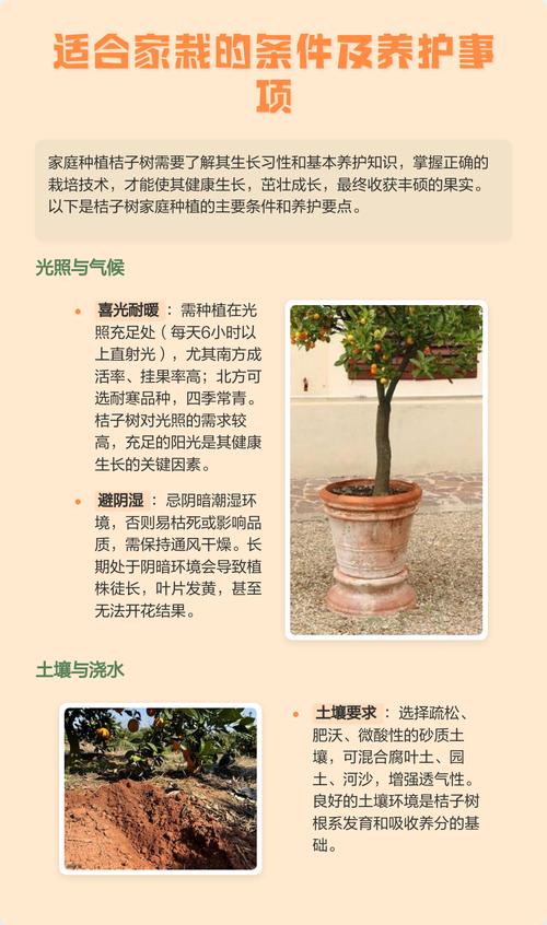 三、文化寓意小贴士