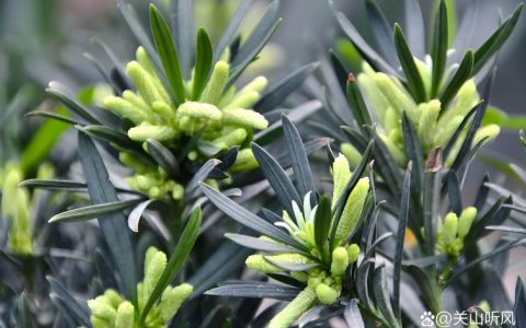 裸子植物可以开花吗？答案：不开花，但会形成“球花”和“球果”