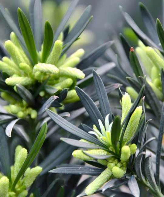 裸子植物可以开花吗？答案：不开花，但会形成“球花”和“球果”