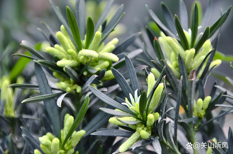 裸子植物可以开花吗?答案:不开花,但会形成“球花”和“球果” 裸子植物可以开花吗?答案:不开花,但会形成“球花”和“球果”