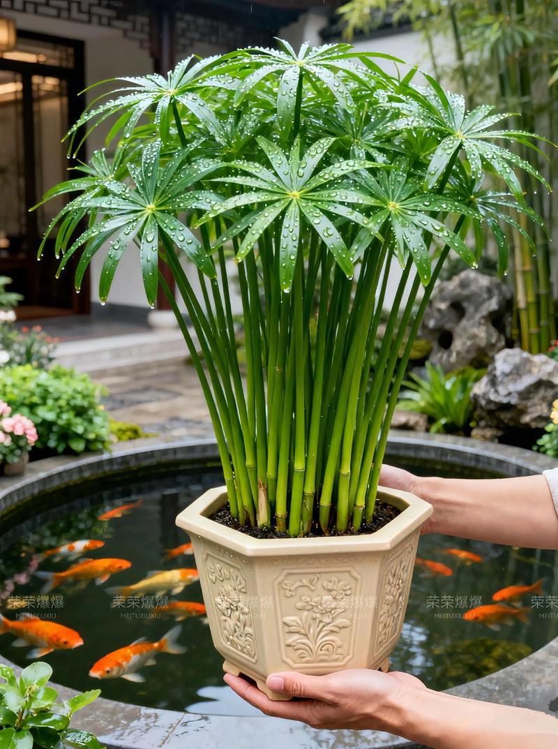 龟背竹是水生植物吗:真相解析与庭院水景应用建议 操作步骤:在庭院水景岸边正确配置龟背竹