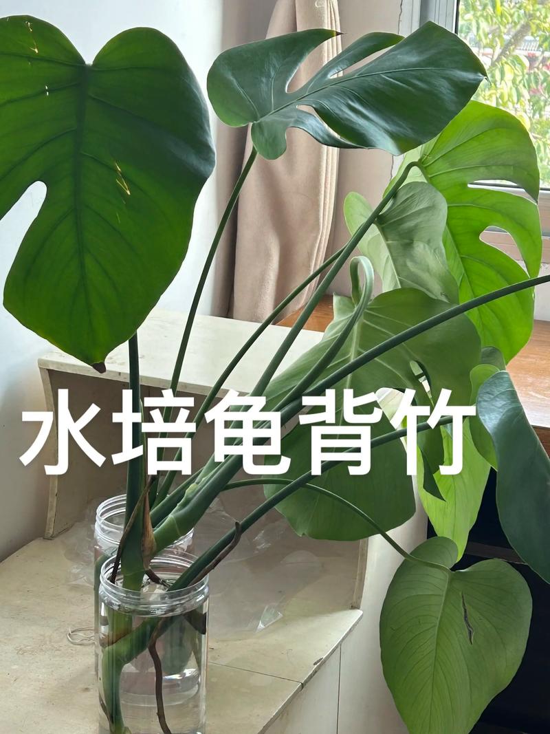 龟背竹是水生植物吗:真相解析与庭院水景应用建议 常见错误
