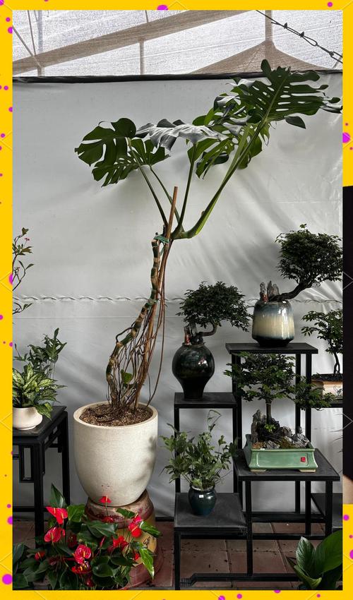 龟背竹是水生植物吗:真相解析与庭院水景应用建议 推荐清单:龟背竹在景观配置中的几种用法