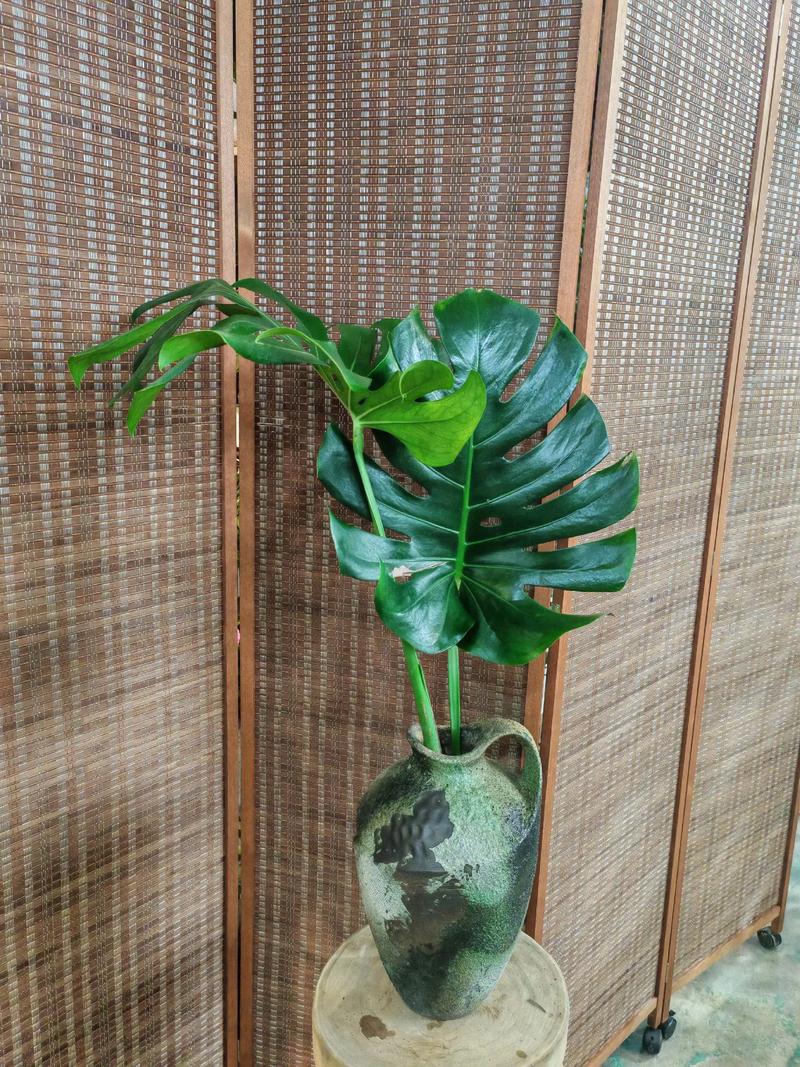 龟背竹是水生植物吗:真相解析与庭院水景应用建议 FAQ