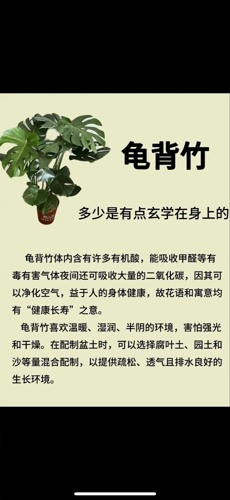 龟背竹是水生植物吗:真相解析与庭院水景应用建议 总结