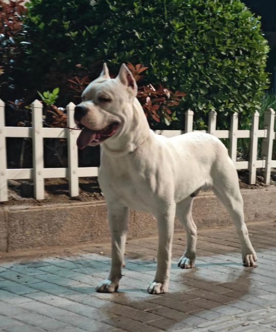 杜高犬价格是多少？血统、品相及购买渠道影响报价