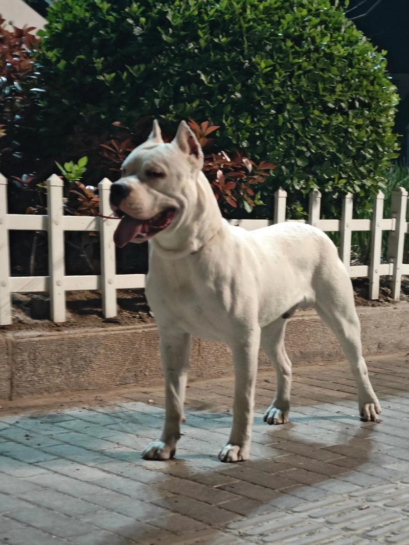 杜高犬价格是多少?血统、品相及购买渠道影响报价 杜高犬价格是多少?血统、品相及购买渠道影响报价