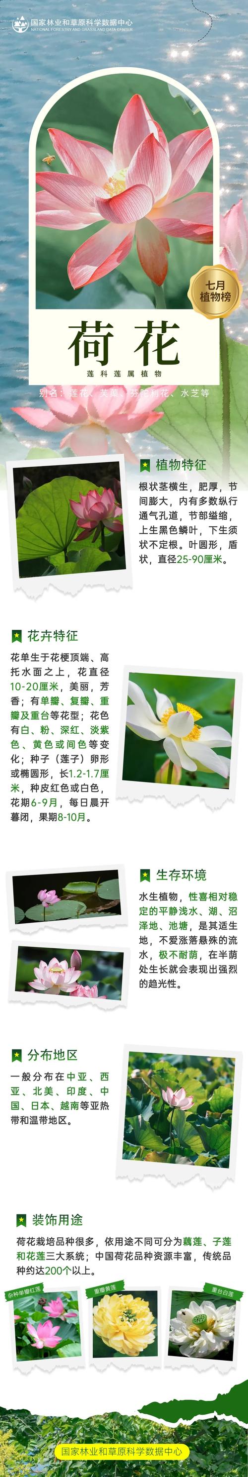 荷花是水生植物吗?分类、种植水深与养护全解析 水质净化功能分析