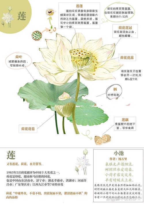 荷花是水生植物吗?分类、种植水深与养护全解析 扩繁控制管理