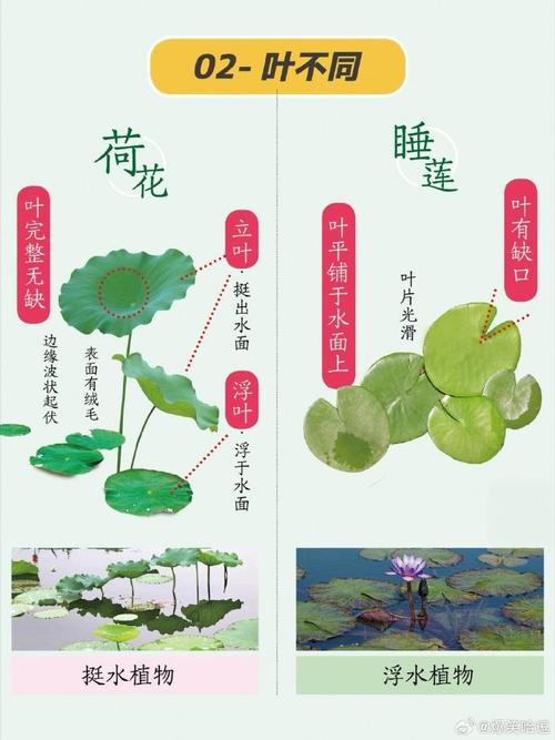 荷花是水生植物吗?分类、种植水深与养护全解析 总结