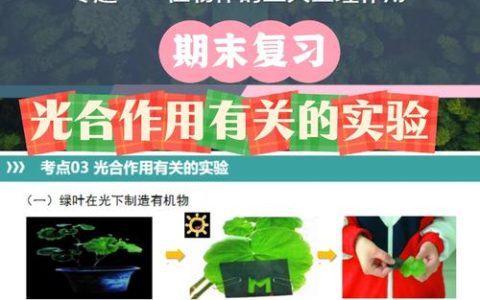 植物进行光合作用需要什么？解析四大核心要素与安全养护