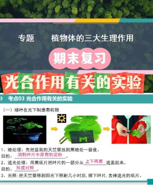 植物进行光合作用需要什么？解析四大核心要素与安全养护
