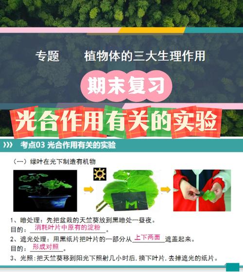 植物进行光合作用需要什么?解析四大核心要素与安全养护 植物进行光合作用需要什么?解析四大核心要素与安全养护