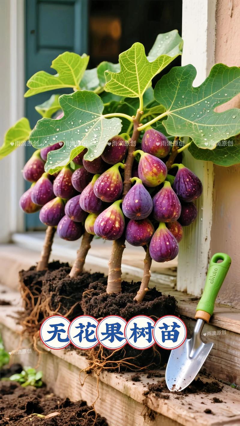 无花果无需人工授粉,品种选择与优质果苗采购是关键 波姬红与玛斯义陶芬适合年均温15-22°C的黄河故道至长江流域