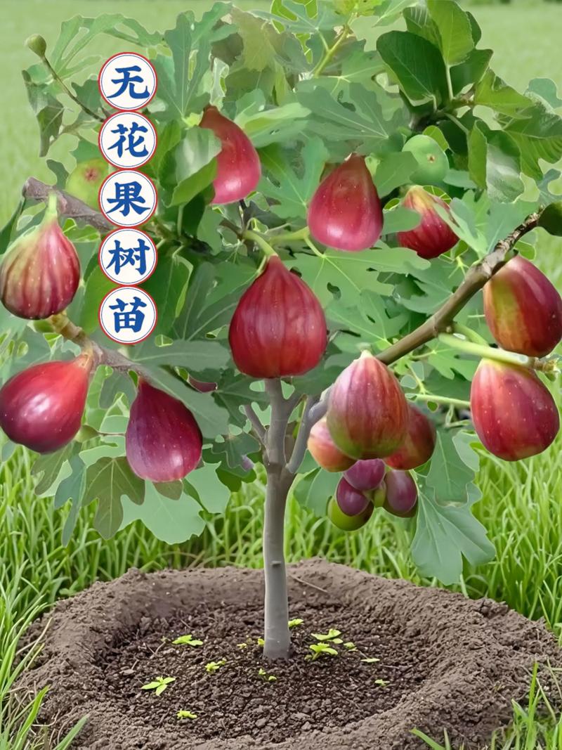 无花果无需人工授粉,品种选择与优质果苗采购是关键 常见问题与总结