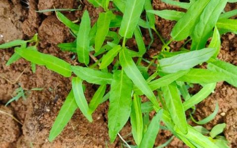 碱性土壤最好三种菜推荐：耐碱性强、易种植的蔬菜清单