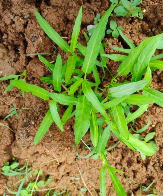 碱性土壤最好三种菜推荐：耐碱性强、易种植的蔬菜清单