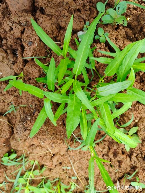 碱性土壤最好三种菜推荐:耐碱性强、易种植的蔬菜清单 碱性土壤最好三种菜推荐:耐碱性强、易种植的蔬菜清单