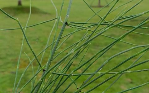 节节草怎么防除？园艺专家支招，从根源上斩断这种顽固杂草