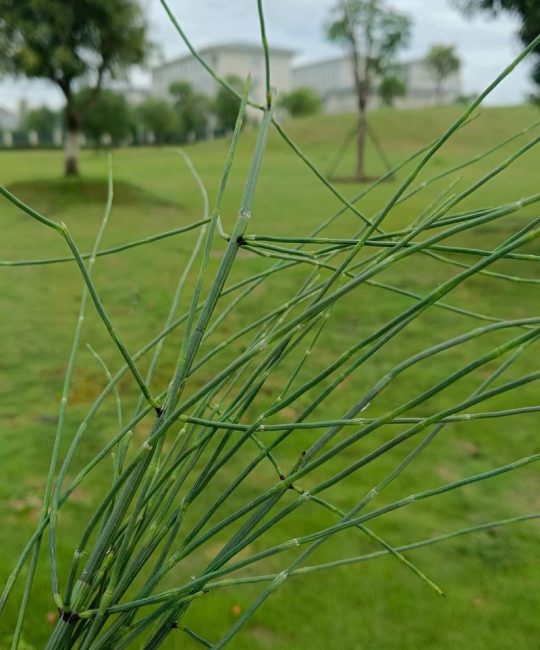 节节草怎么防除？园艺专家支招，从根源上斩断这种顽固杂草