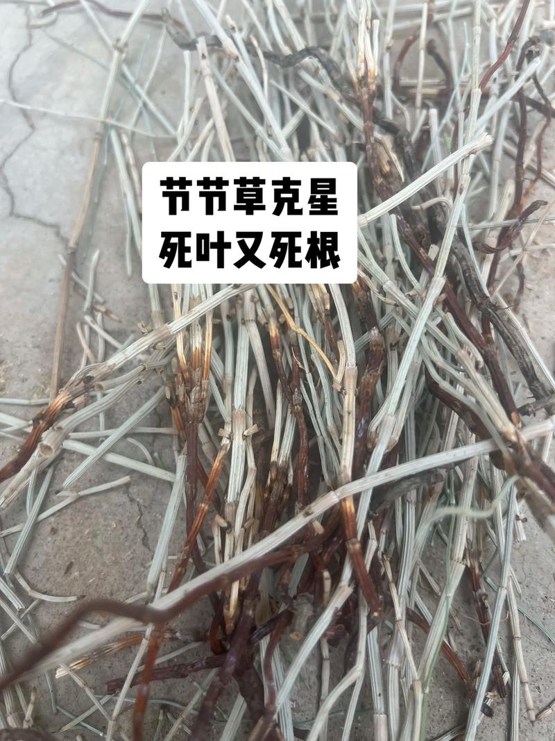 节节草怎么防除?园艺专家支招,从根源上斩断这种顽固杂草 二、农业防除:破坏适宜生长环境
