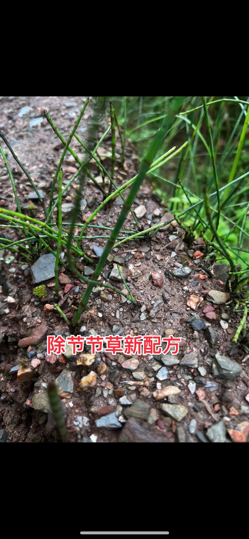 节节草怎么防除?园艺专家支招,从根源上斩断这种顽固杂草 三、化学防除:精准用药,一网打尽