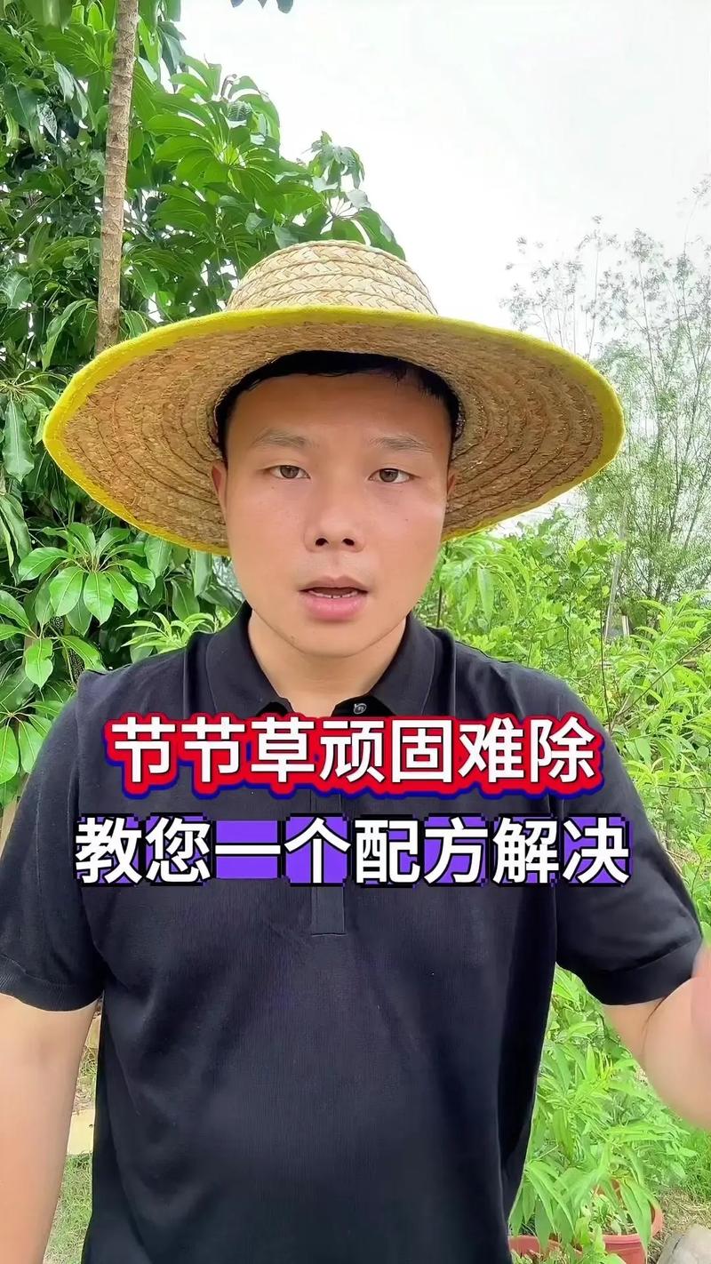 节节草怎么防除?园艺专家支招,从根源上斩断这种顽固杂草 四、生态防除:用覆盖和竞争挤压生存空间